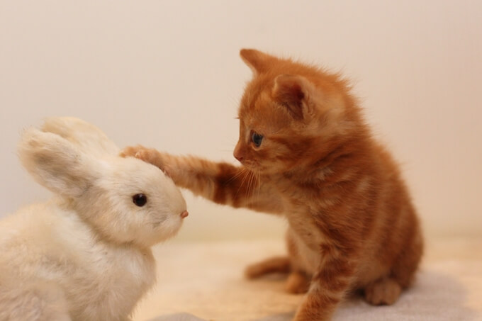 猫とウサギ