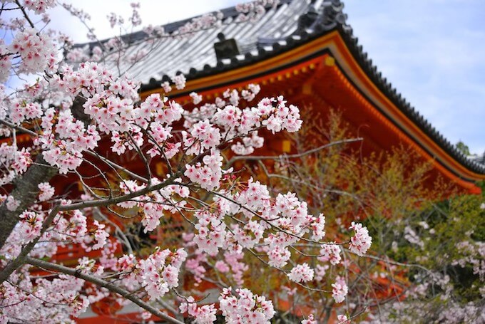 桜とお寺